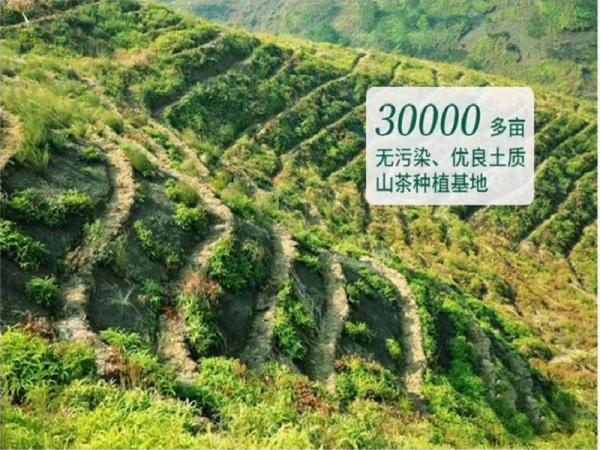 山(shān)茶種植基地(dì)