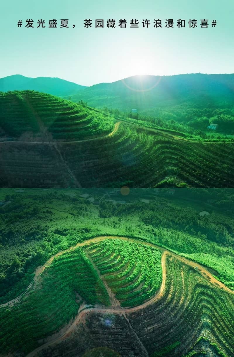 綠(lǜ)-茶園-tuya 綠(lǜ)-茶園-tuya