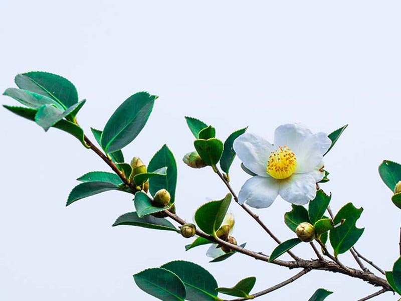 未标題-4_0000_HH_0006_175《一(yī)枝獨秀》